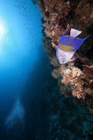 yellowbar angelfish and oceanの写真素材