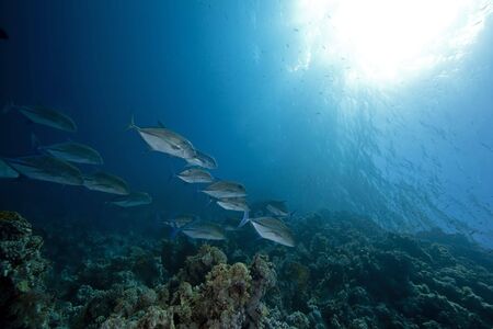 bluefin trevally and oceanの写真素材