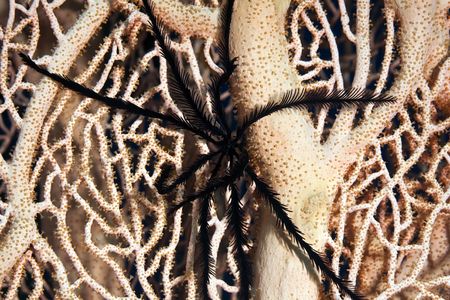 feather star on a seafanの写真素材