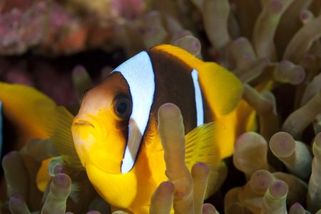 anemonefishの写真素材