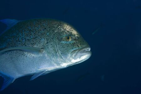 bluefin trevallyの写真素材