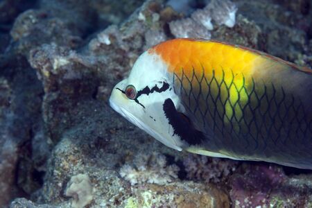 slingjaw wrasse