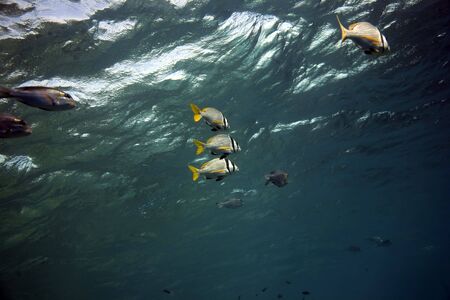 doublebar bream and oceanの写真素材