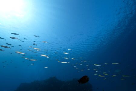 ocean, coral and fish
