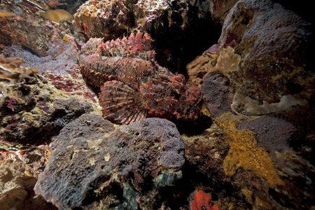 scorpionfishの写真素材