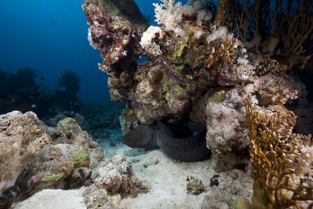 Giant moray, ocean and coral taken in the Red Sea