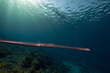 needlefish and ocean taken in the Red Seaの写真素材