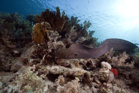 Giant moray, ocean and coral taken in the Red Sea