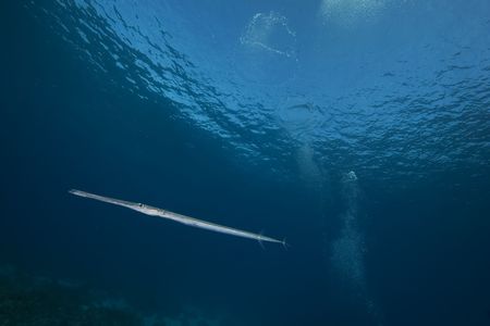 needlefish and ocean taken in the Red Seaの写真素材