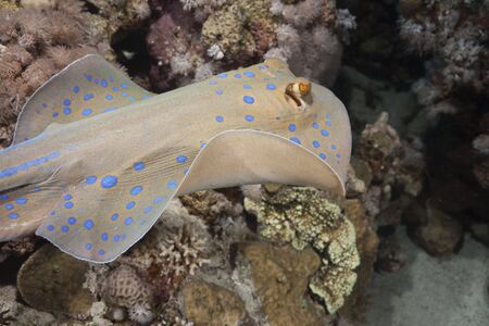 Bluespotted stingray taken in the Red Sea.の写真素材
