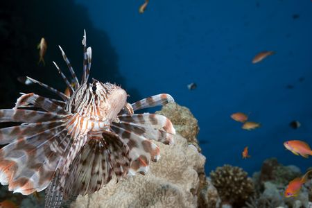 lionfish and ocean taken in the Red Sea.の写真素材