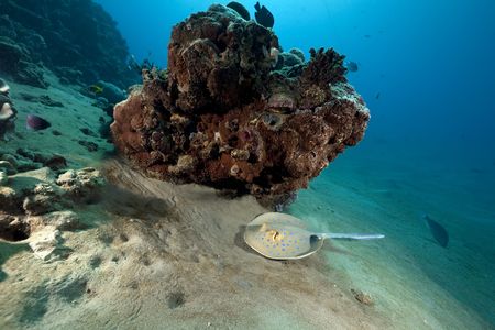 Bluespotted stingray and ocean