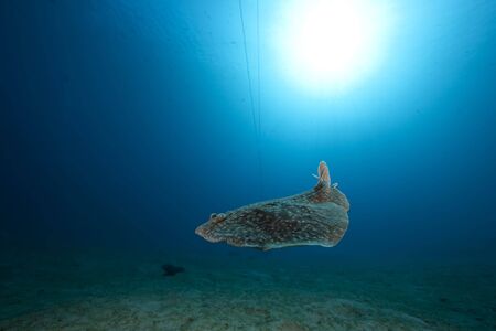leopard torpedo ray and ocean