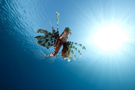 leopard torpedo ray and oceanの写真素材