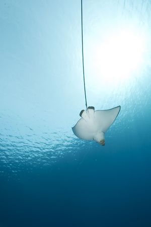 spotted eagle ray and ocean