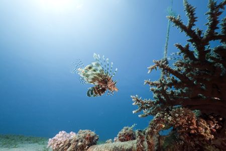 lionfish, coral and oceanの写真素材