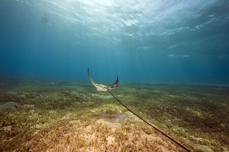 eagle ray and oceanの写真素材