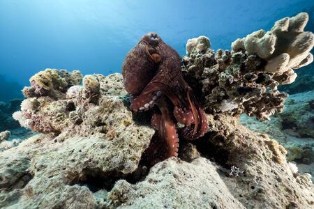 octopus and oceanの写真素材