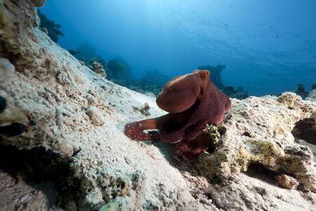 octopus and ocean