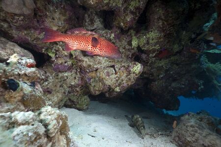 coralgrouper and oceanの写真素材