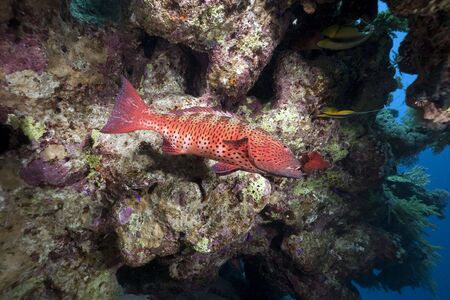 coralgrouper and oceanの写真素材