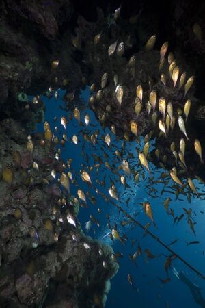 ocean,coral and fish