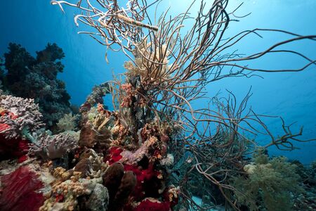 Coral and fish in the Red Sea