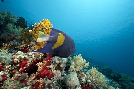 Coral and fish in the Red Sea