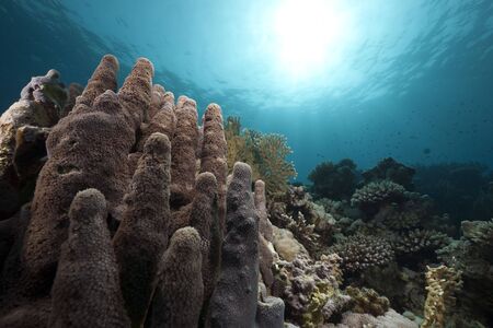 Ocean and coral taken in the Red Sea.