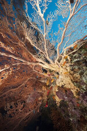 seafan, ocean and fish taken in the Red Sea.の写真素材