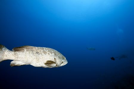 malabar grouper and ocean taken in the Red Sea.の写真素材