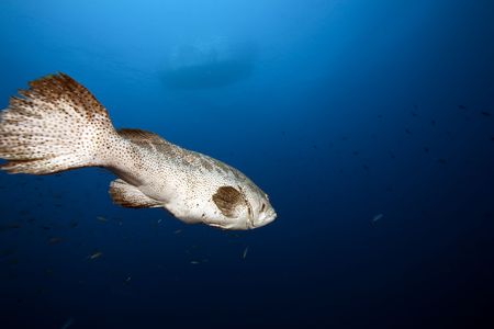 malabar grouper and ocean taken in the Red Sea.の写真素材