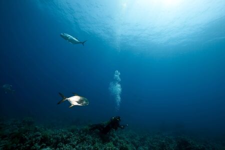 ocean,fish and an underwater photographer taken in the Red Sea.の写真素材