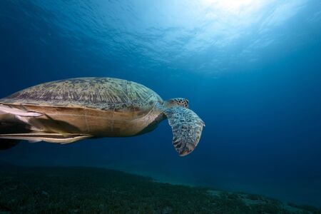 female green turtle swimming in  the Red Sea.の写真素材