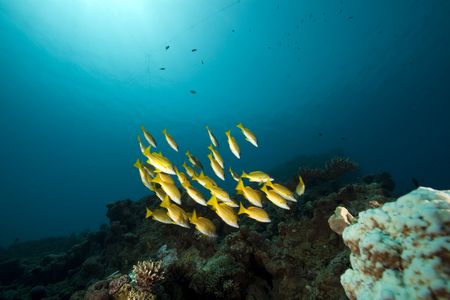 blue-striped snappers and oceanの写真素材