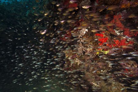 sweepers and coralの写真素材