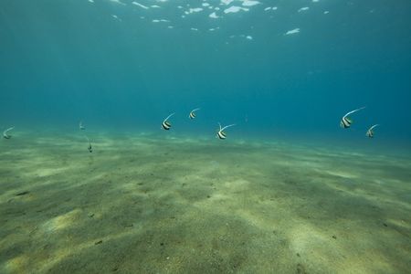 ocean and fishの写真素材