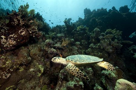 hawksbill turtle and coral reefの写真素材