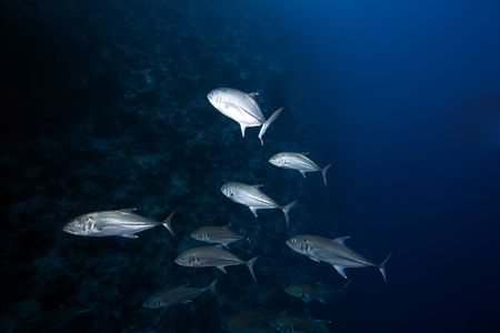 bigeye trevally and oceanの写真素材