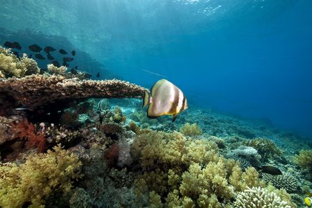 coral and fishの写真素材