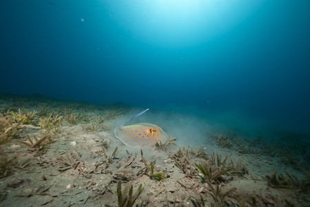Coral, fish and ocean taken in the Red Sea.の写真素材