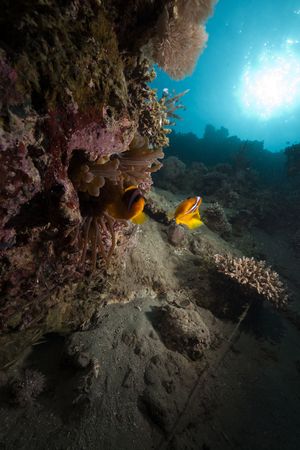 anemonefish and ocean taken in the Red Sea.