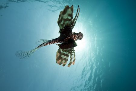lionfish and wide blue oceantaken in the Red Sea.