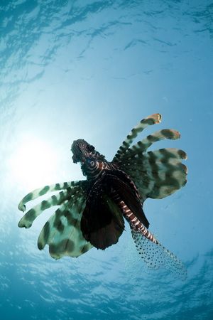 lionfish and wide blue oceantaken in the Red Sea.の写真素材
