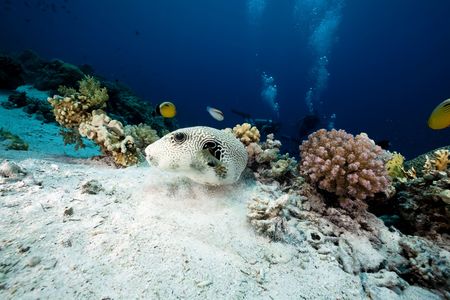 starry puffer, coral and oceanの写真素材