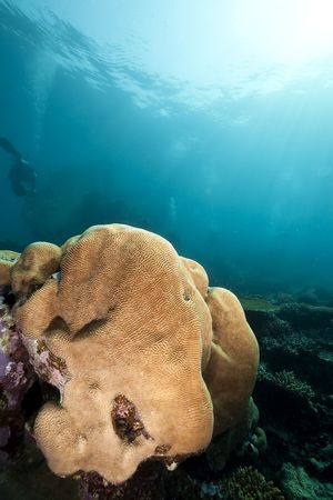 Brain coral near the remains of the Kormoran shipwreckの写真素材