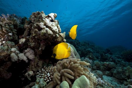 Butterflyfish in the Red Sea.