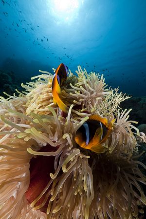 Anemonefish in the Red Sea.の写真素材