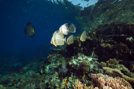 Spadefish in the Red Sea.の写真素材