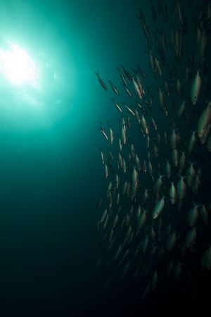 Ocean and fish around the Thistlegorm wreck.の写真素材